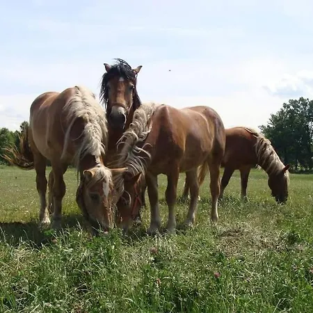 Lesna Wyspa Apartamento *