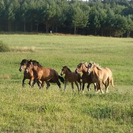 Apartamento Lesna Wyspa