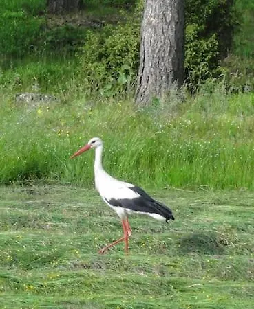 Apartamento Lesna Wyspa Kaliska