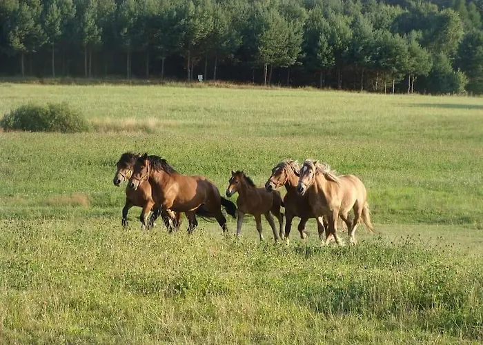 Apartman Lesna Wyspa