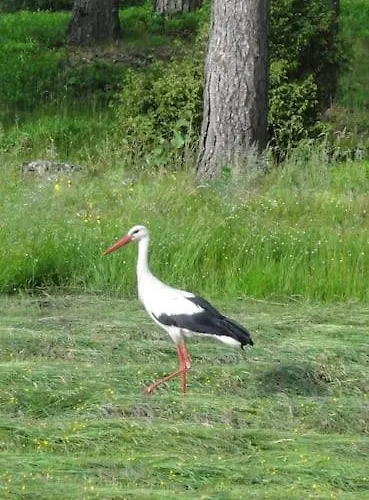 Apartment Lesna Wyspa Kaliska